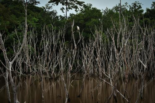 WETLAND - MIGRATORY BIRD AVITOURISM LABUAN