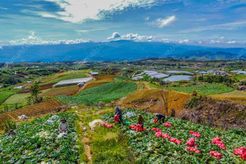 KUBIS DI TANAH KUNDASANG