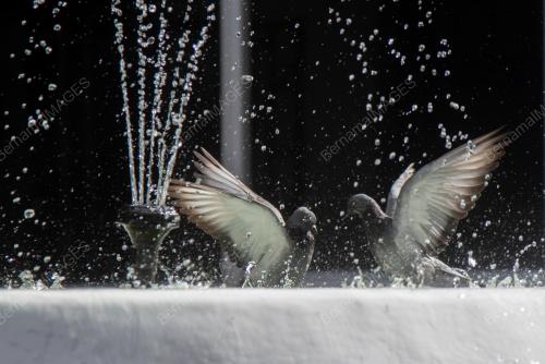 BURUNG MERPATI