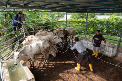 PERSIAPAN HAIWAN KORBAN AIDILADHA