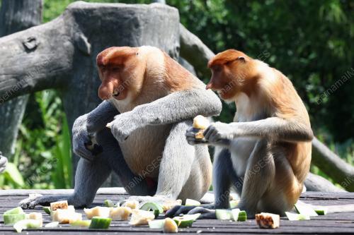 MONYET PROBOSCIS