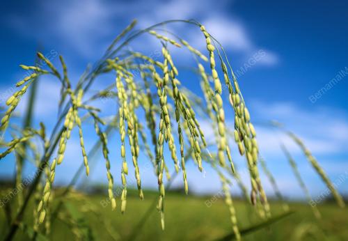 SMART SAWAH BERSKALA BESAR
