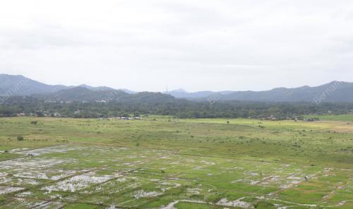 SAWAH PADI KOTA BELUD