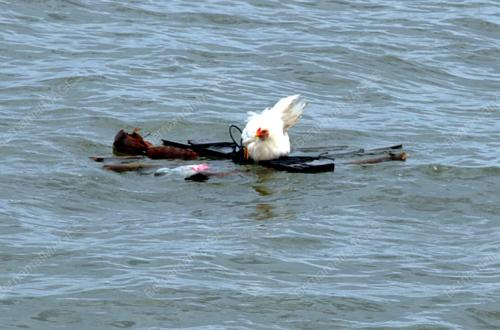 SB08_23022011_AYAM_PUTIH