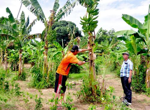 SB08_24082019_PISANG
