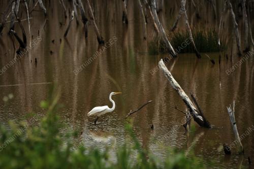 WETLAND - MIGRATORY BIRD AVITOURISM LABUAN