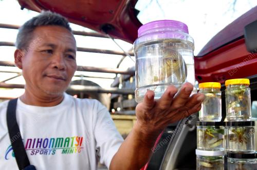 PENJUAL IKAN KAROK
