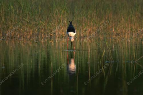 WORLD MIGRATORY BIRD DAY