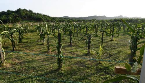 PENGUSAHA LADANG BUAH NGA
