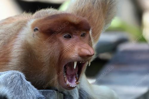 MONYET_PROBOSCIS