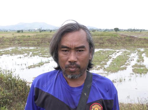 SAWAH PADI KOTA BELUD