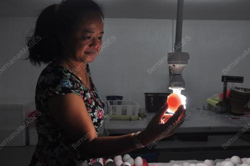 SB10_04082019_TELUR