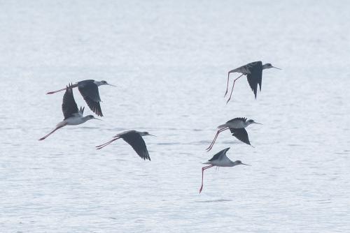 WORLD MIGRATORY BIRD DAY