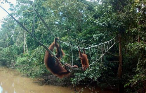 JAMBATAN ORANG UTAN