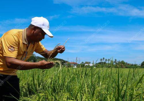 SMART SAWAH BERSKALA BESAR
