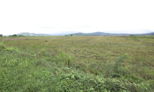 SAWAH PADI KOTA BELUD