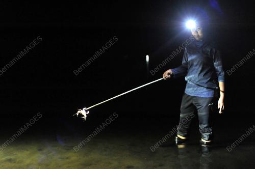 AKTIVITI MENYULUH KETAM
