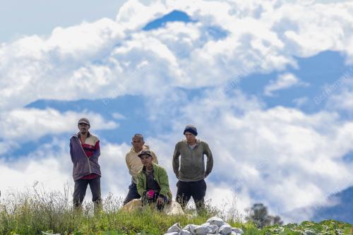 KUBIS DI TANAH KUNDASANG