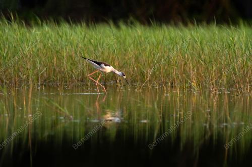 WORLD MIGRATORY BIRD DAY