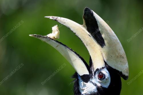 BURUNG ENGGANG