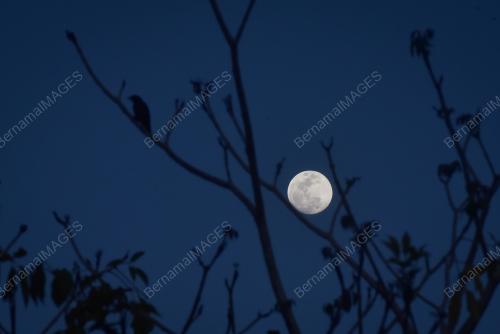 BULAN_PENUH