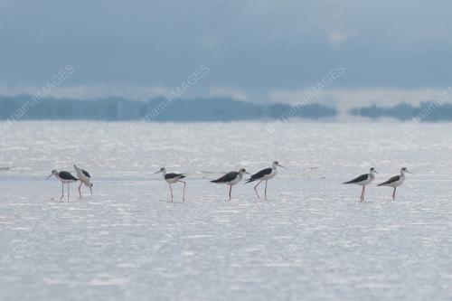 WORLD MIGRATORY BIRD DAY