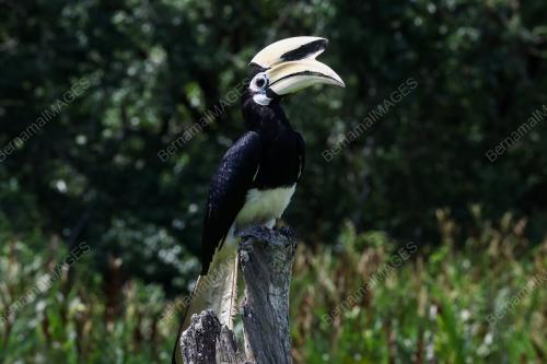 BURUNG ENGGANG