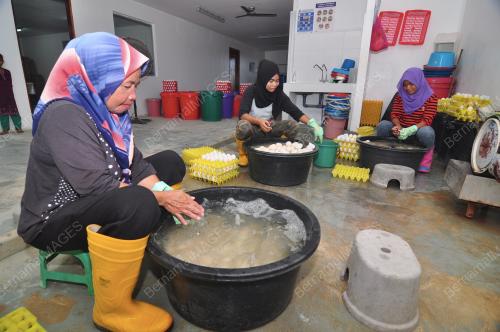 SB13_04082019_TELUR