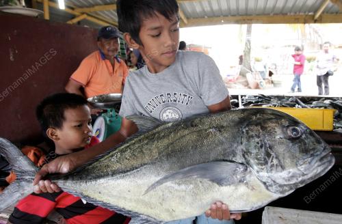 SB13_16032013_IKAN