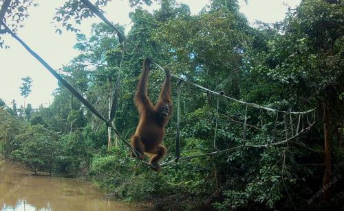 JAMBATAN ORANG UTAN
