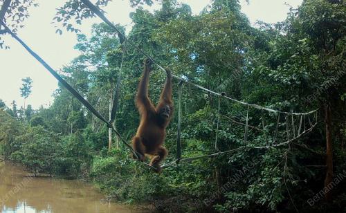 JAMBATAN ORANG UTAN