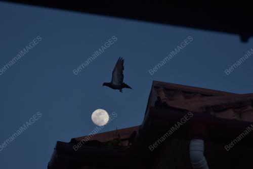 BULAN_PENUH