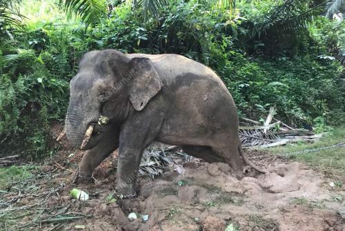 SB14_20072018_GAJAH