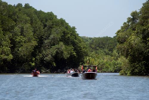 HUTAN SIMPAN KINA BENUWA