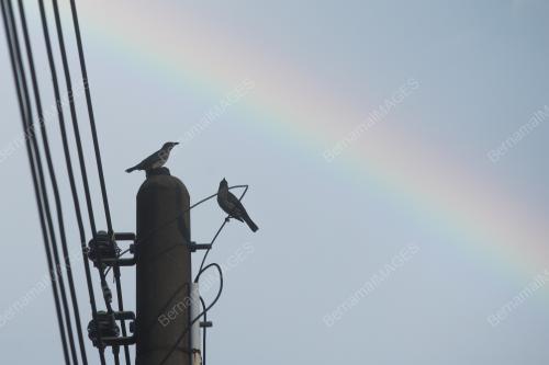PELANGI MONSUN