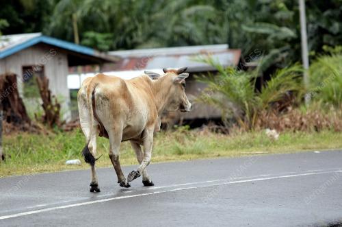 SB23_11032013_LEMBU