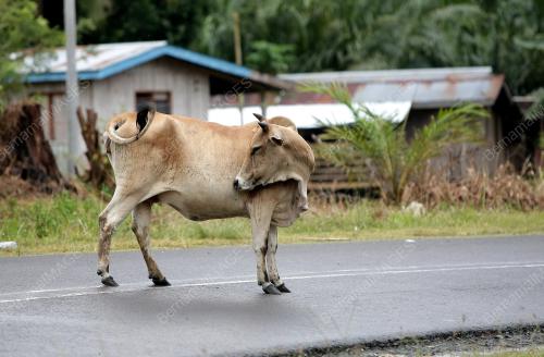 SB24_11032013_LEMBU