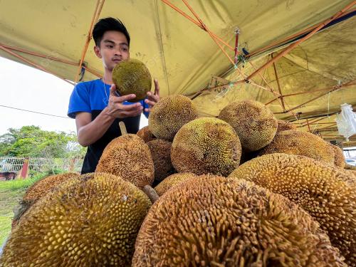 TARAP BUAH EKSOTIK