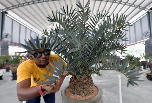 PAMERAN KELUARGA CYCADS