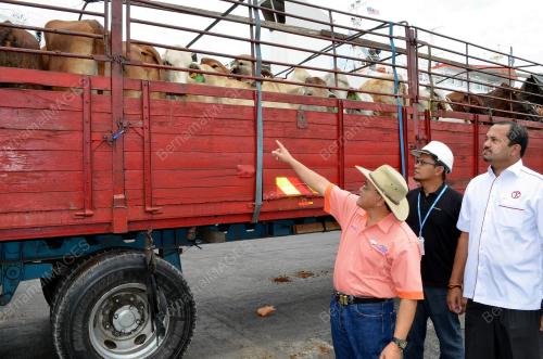 SG01_03082013_LEMBU