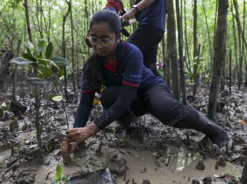 PROGRAM PENANAMAN POKOK BAKAU