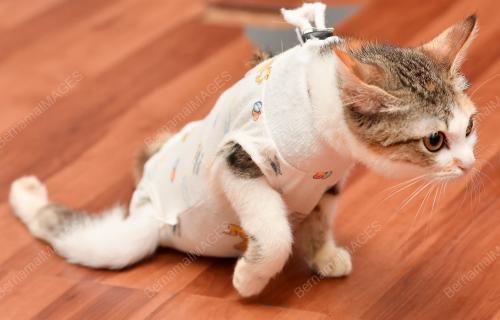 KUCING KURANG UPAYA