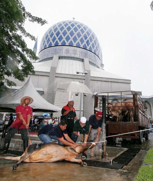 KORBAN LEMBU