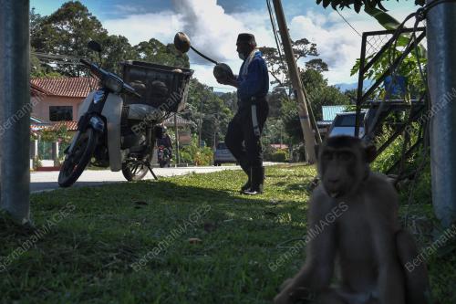 BERUK MEMETIK BUAH KELAPA
