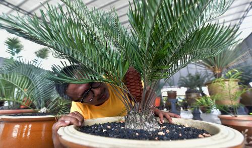 PAMERAN KELUARGA CYCADS