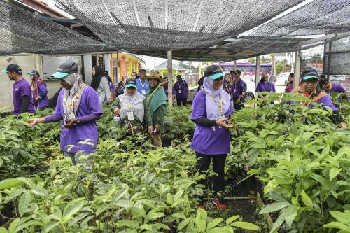 PENANAMAN HUTAN PAYA GAMBUT
