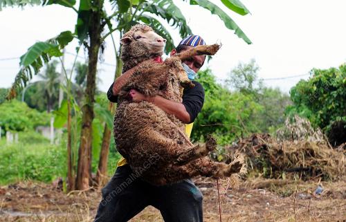 SUASANA HARI RAYA KORBAN DALAM PERLAKSANAAN PKPP