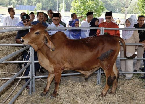 DATUK SERI AMIRUDIN SHARI