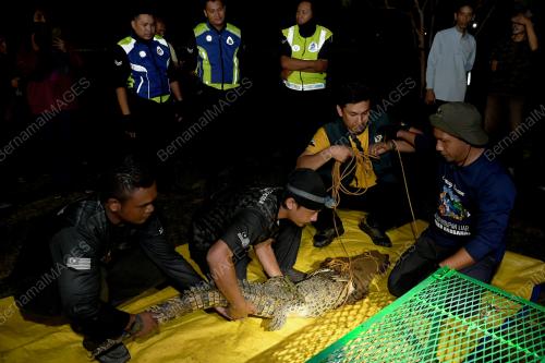 BUAYA TEMBAGA SHAH ALAM