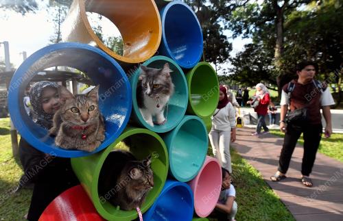 TAMAN REKREASI KUCING CATOPIA SHAH ALAM